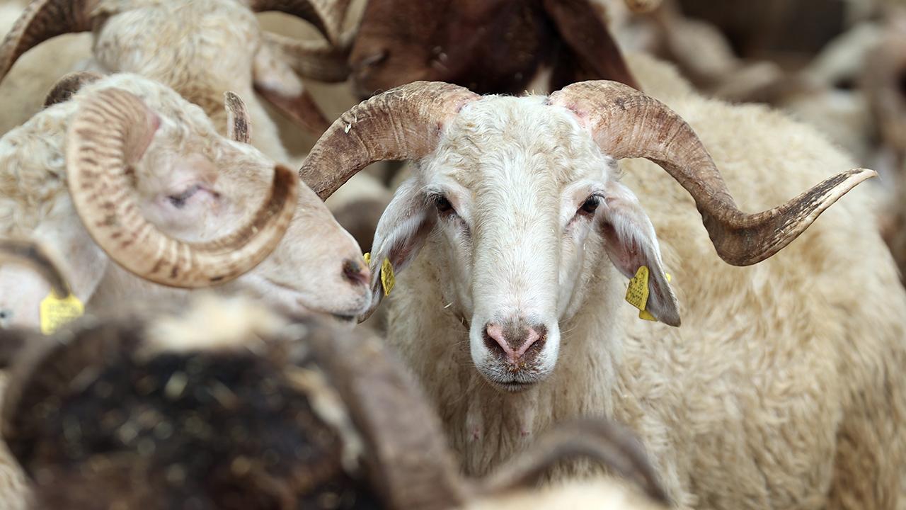 Vekâleten kurban kesimi – 1